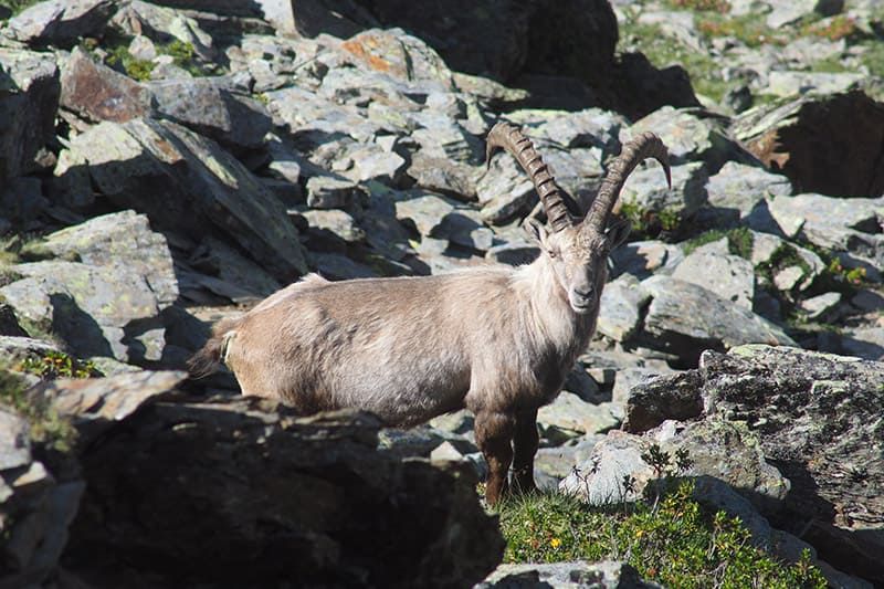 Steinbock